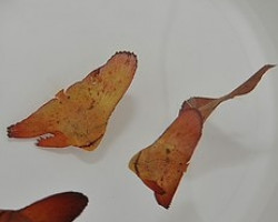 Platax Orbicularis Ml