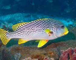 Plectorhinchus Lineatus Ml