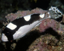 Plectorhinchus Picus M