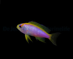 Pseudanthias Ventralis (Femmina) S