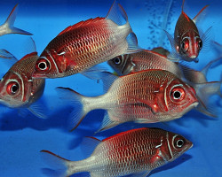 Sargocentron Caudimaculatum M