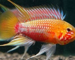 Apistogramma Hongsloi Ii Red 3Cm