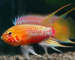Apistogramma Hongsloi Iii Super Red 3-5