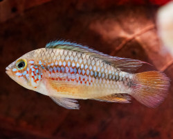 Apistogramma Ortegai 3-4