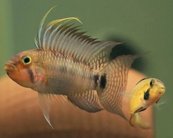Apistogramma Personata 2-3,5Cm