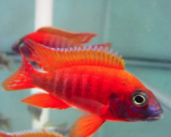 Aulonocara Eureka Super Red 8-9Cm