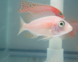 Aulonocara Strawberry Super Color  Femmina 7-8Cm