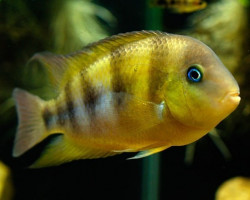 Cryptoheros Cutteri 3,5-4