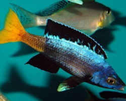 Cyprichromis Leptosoma Moba 5-7Cm