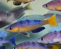 Cyprichromis Leptosoma Speckleback Moba 6-8