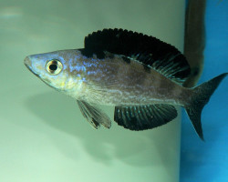 Cyprichromis Microlepidotus 3,5-4