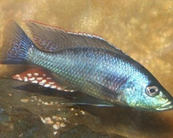 Dimidiochromis Strigatus 8-12