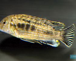 Labidochromis Maculicauda 3-4