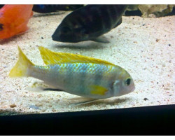 Labidochromis Perlmutt 4-5Cm