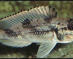 Lamprologus Lemairii 5