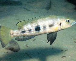 Lepidiolamprologus Attenuatus 4-5