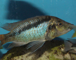 Mylochromis Sp. McHuse 6-7