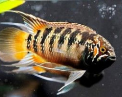 Nannacara Adoketa 5-6,5