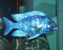 Placidochromis Phenochilus Lupingu 4-5Cm