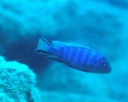 Pseudotropheus Burrower 4