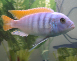 Pseudotropheus Zebra Red Fin 8-9