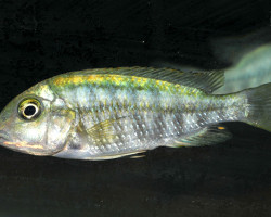Simochromis Diagrama 3-3,5