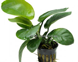 Anubias Barteri Big