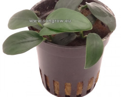 Anubias Bateri Var. Nana 'Bolang'