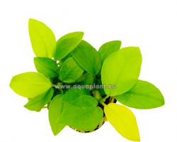 Anubias Nan Yellow Heard