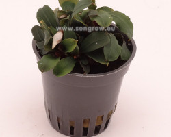 Buchephalandra Sp. Mini Red