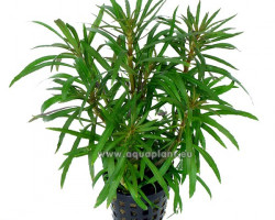 Eusteralis Stellata Large Leaves (Syn: Pogostemon Stellatus Sp.)