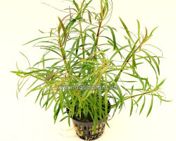 Eusteralis Stellata Large Leaves (Syn: Pogostemon Stellatus Sp.) Jumbo Pot 8Cm