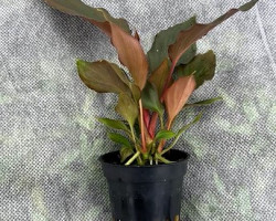 Homalomena Humilis (Rare Plant)