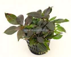 Hygrophila Dwarf  Jumbo Pot 8Cm