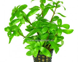 Hygrophila Polysperma