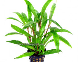 Hygrophila Salicifolia