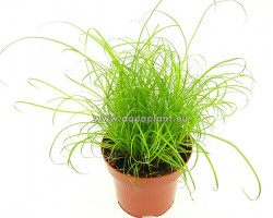 Kitty Grass (Cyperus) - Pot 12 Cm Speciale Per Gatti