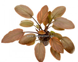 Lagenandra Meeboldi - Red