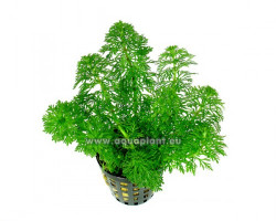 Limnophila Sessiliflora - Ambulia