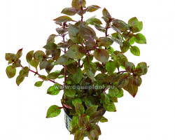 Ludwigia Sp. Super Red