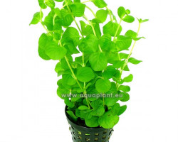 Lysimachia Nummularia (Green)