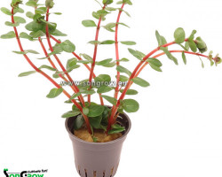 Rotala Rotundifolia 'Orange Juice'