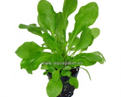 Samolus Valerendi (Salad)