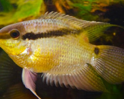 Mesonauta Insignis S/M