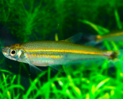 Iguanodectes Spilurus L