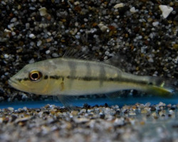 Cichla Piquiti S/M