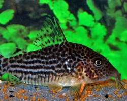 Corydoras Haraldschultzi M