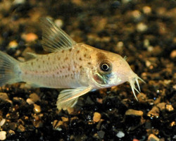 Corydoras Atropersonatus S