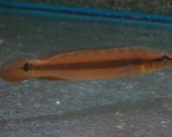 Crenicichla Strigata 20Cm