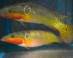 Crenicichla Zebrina S/M